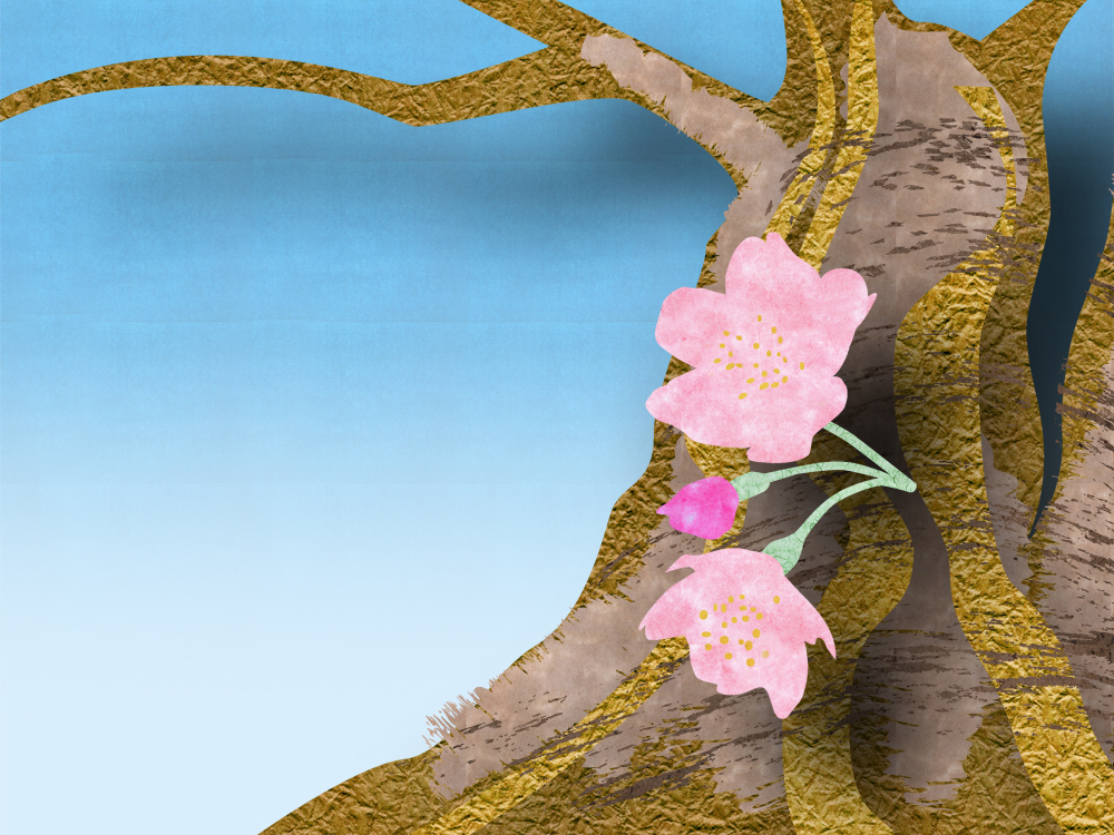500sakura
